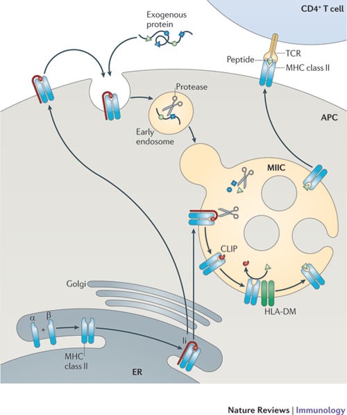 Towards a systems understanding of MHC class I and MHC class II antigen  presentation | Nature Reviews Immunology