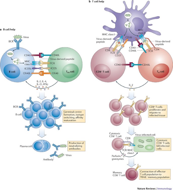 b & t cells