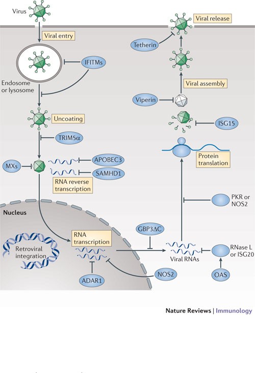 VACV evades p62 via early gene-mediated nuclear relocation. A) Incoming