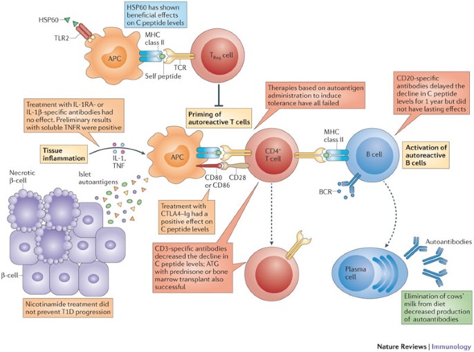 1 diabetes: mechanistic observations into effective clinical | Nature Reviews Immunology