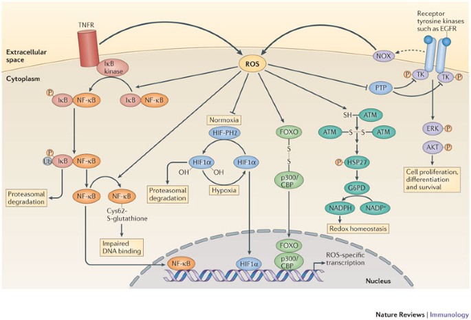 Beyond oxidative stress: an immunologist's guide to reactive oxygen species 