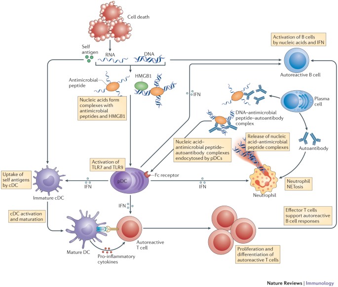 The Role Of Dendritic Cells In Autoimmunity Nature Reviews Immunology