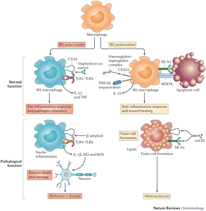 Scavenger receptors in homeostasis and immunity | Nature Reviews Immunology