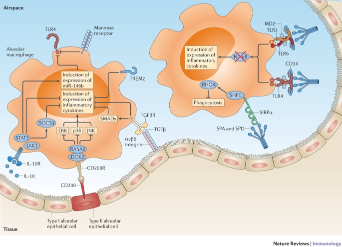 Alveolar Macrophages Plasticity In A Tissue Specific Context Nature Reviews Immunology