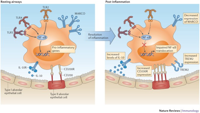 Alveolar Macrophages Plasticity In A Tissue Specific Context Nature Reviews Immunology