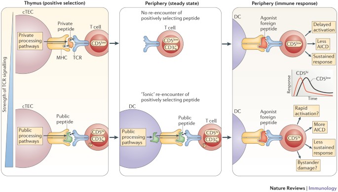 Positive and negative selection of the T cell repertoire: what 