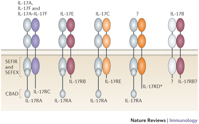 The Il 23 Il 17 Immune Axis From Mechanisms To Therapeutic Testing Nature Reviews Immunology