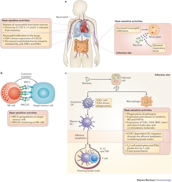 Fever and the thermal regulation of immunity: the immune system feels the  heat | Nature Reviews Immunology