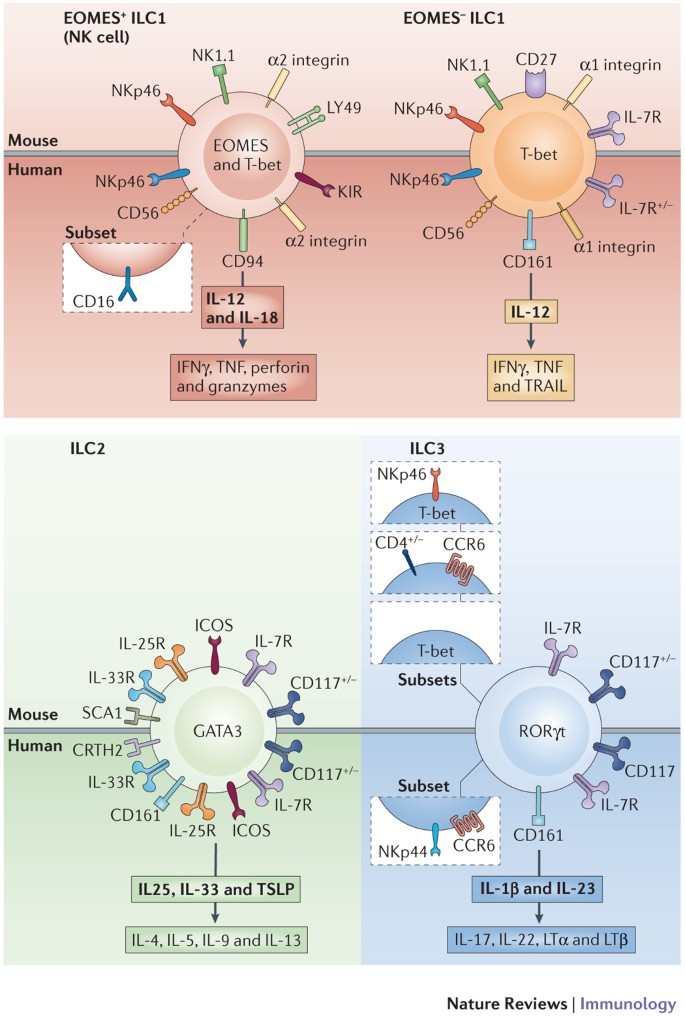 Frontiers  Neuroimmune Interactions and Rhythmic Regulation of Innate  Lymphoid Cells