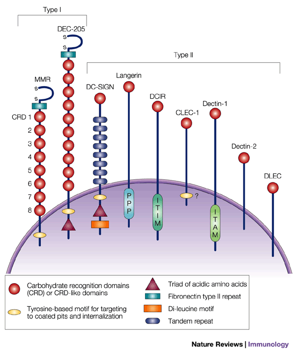 From structure to function – Ligand recognition by myeloid C-type