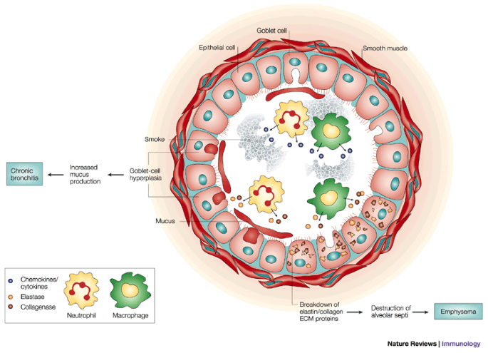 is tobacco antibacterial Effects of cigarette smoke on the immune system