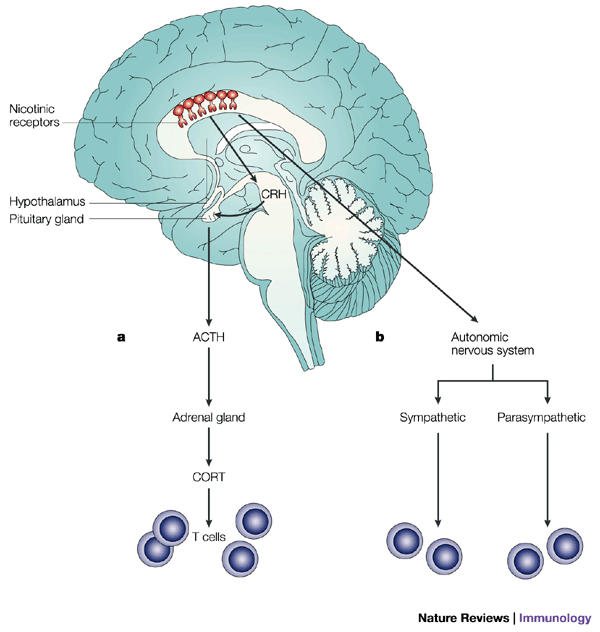 cigarettes and immune system Effects of cigarette smoke on the immune system