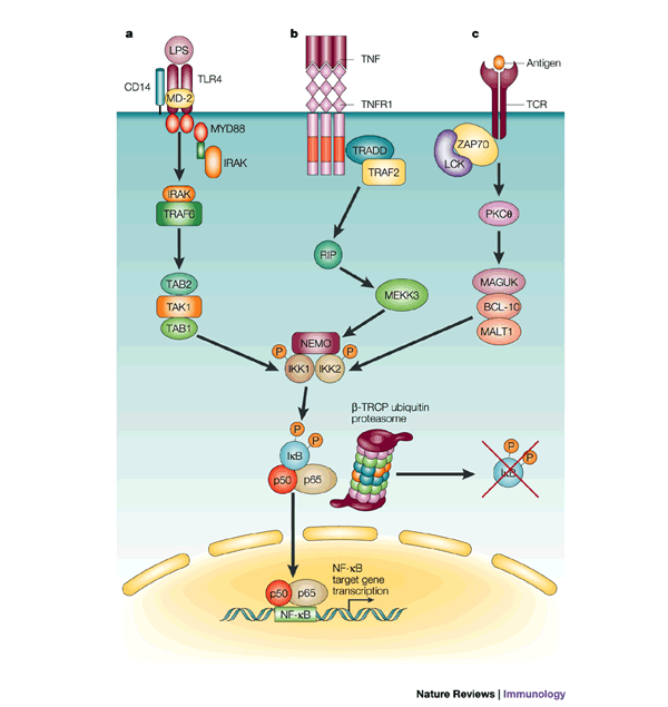 NF-κB regulation in the immune system | Nature Reviews Immunology