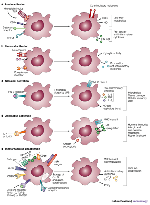 Alternative Activation Of Macrophages Nature Reviews Immunology