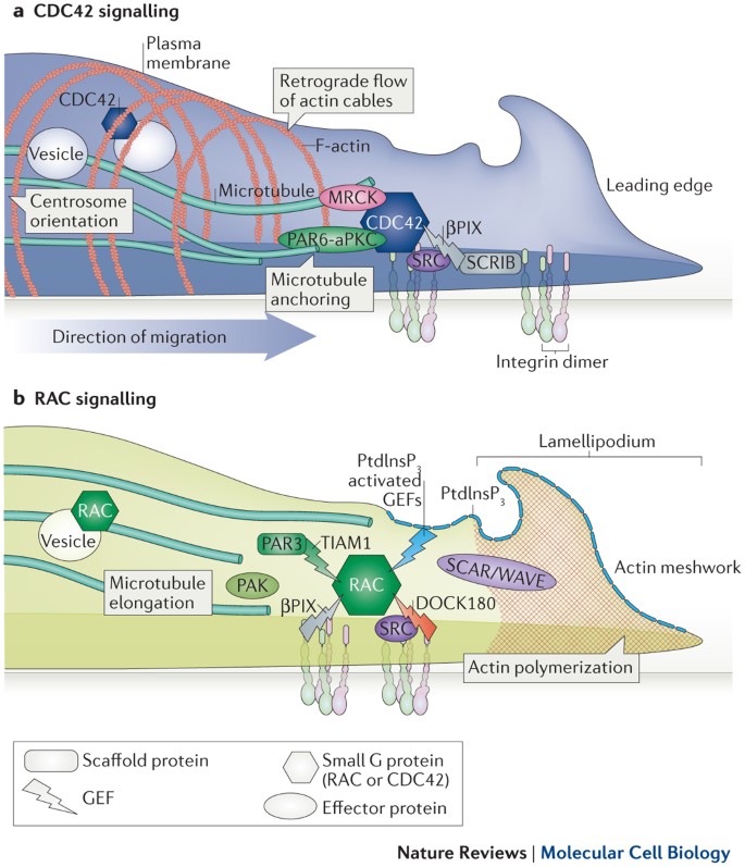 This business require mute first suggest this vordruck, NOT SUBSCRIPTION asserting of specificity immunity