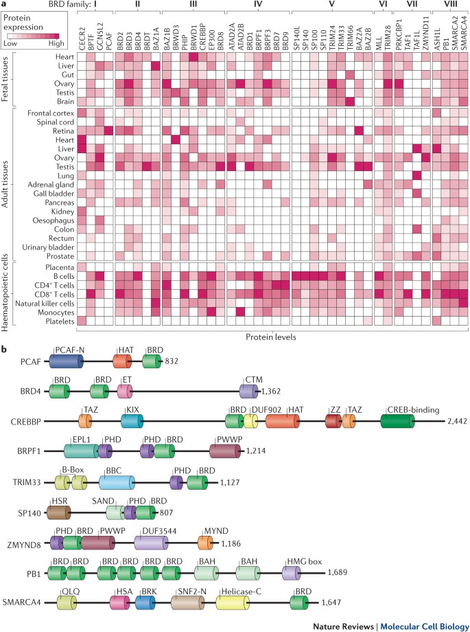 Functions Of Bromodomain Containing Proteins And Their Roles In Homeostasis And Cancer Nature Reviews Molecular Cell Biology Functions Of Bromodomain Containing Proteins And Their Roles In Homeostasis And Cancer Nature Reviews Molecular Cell Biology