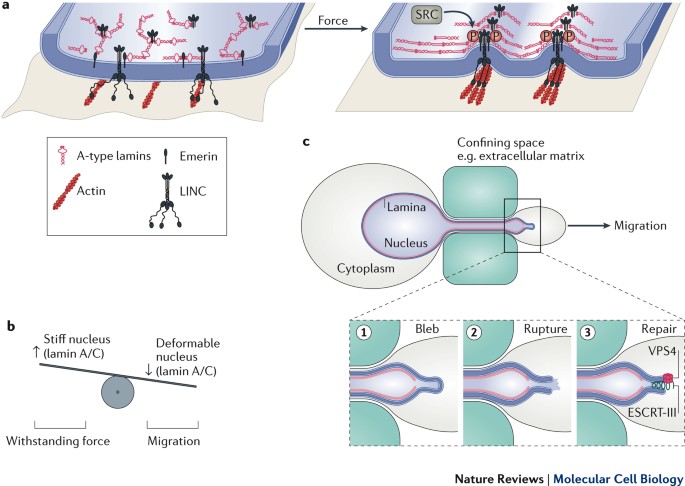 Mechanisms And Functions Of Nuclear Envelope Remodelling Nature Reviews Molecular Cell Biology