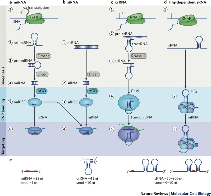 Rna Based Recognition And Targeting Sowing The Seeds Of Specificity Nature Reviews Molecular Cell Biology Rna Based Recognition And Targeting Sowing The Seeds Of Specificity Nature Reviews Molecular Cell Biology