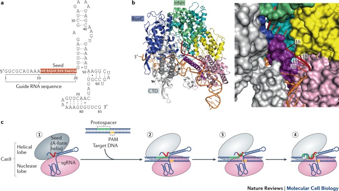Rna Based Recognition And Targeting Sowing The Seeds Of Specificity Nature Reviews Molecular Cell Biology Rna Based Recognition And Targeting Sowing The Seeds Of Specificity Nature Reviews Molecular Cell Biology