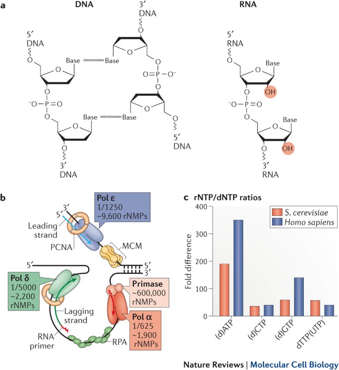 processing ribonucleotides incorporated