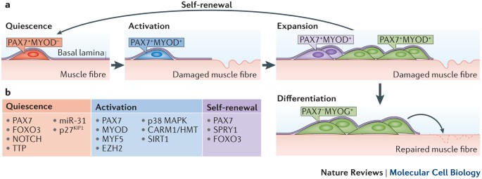 Cell Differentiation And Checkpoint Differentiation Molecular Research Paper