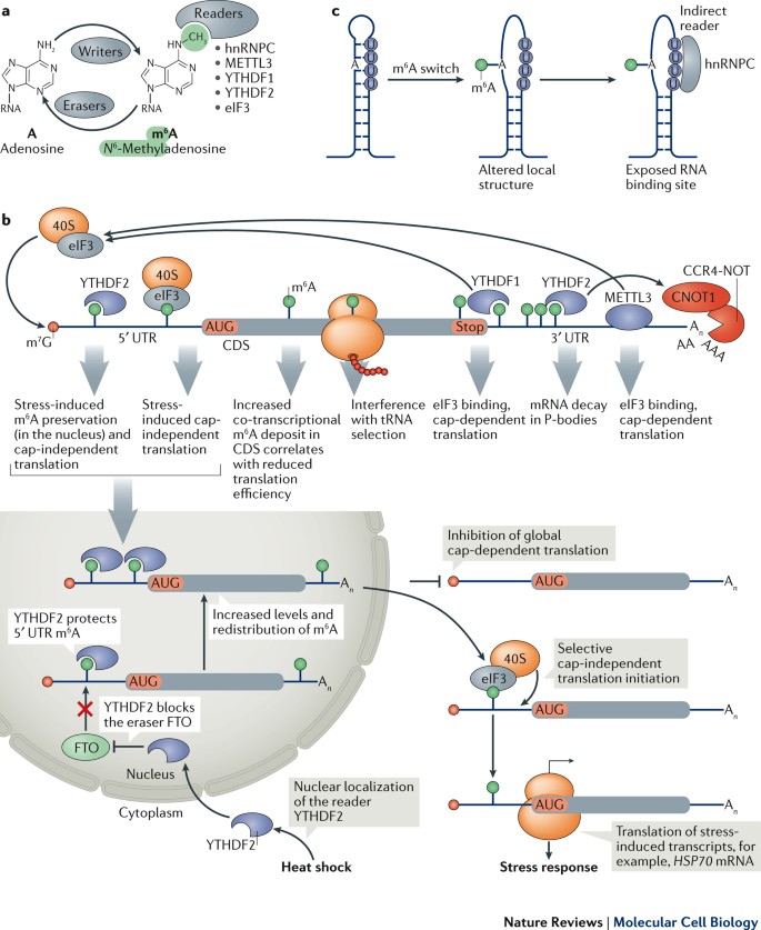 functional 5 utr mrna structures in