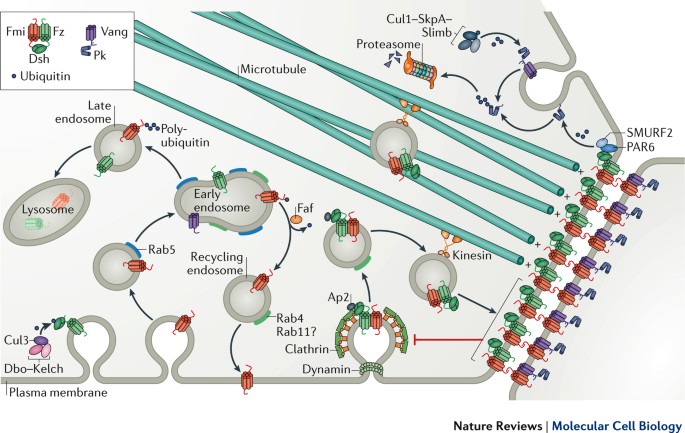 Planar cell polarity in development and disease | Nature Reviews Molecular  Cell Biology