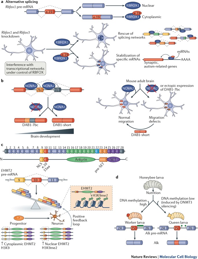 Alternative Splicing As A Regulator Of Development And Tissue Identity |  Nature Reviews Molecular Cell Biology Alternative Splicing As A Regulator Of Development And Tissue Identity |  Nature Reviews Molecular Cell Biology