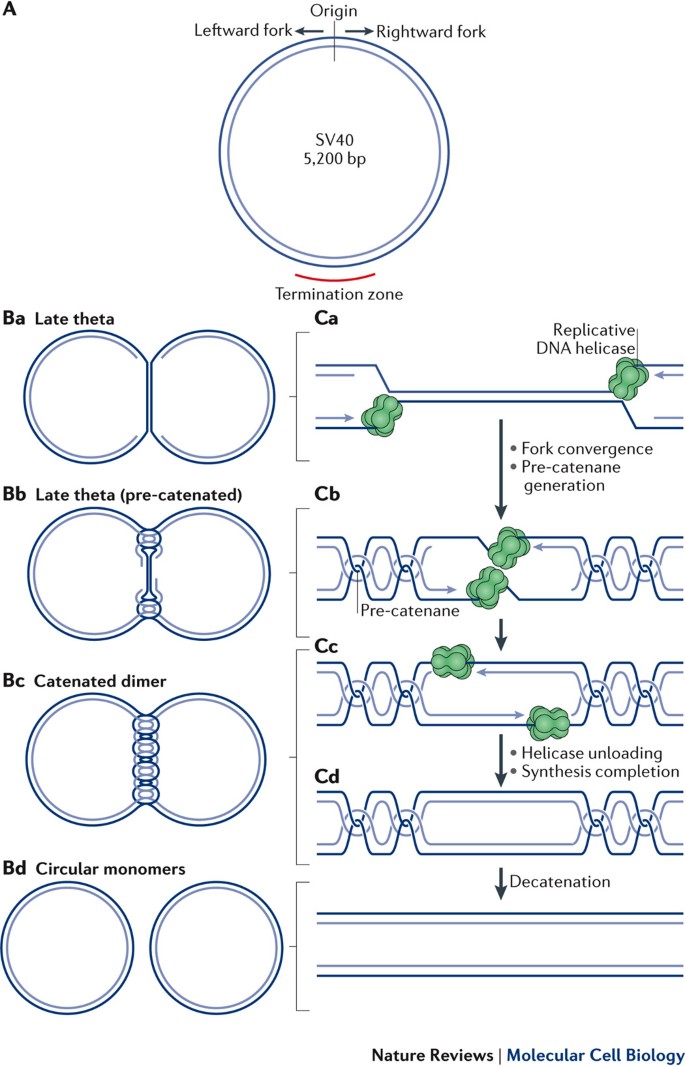 Mechanisms Of Dna Replication Termination Nature Reviews Molecular Cell Biology