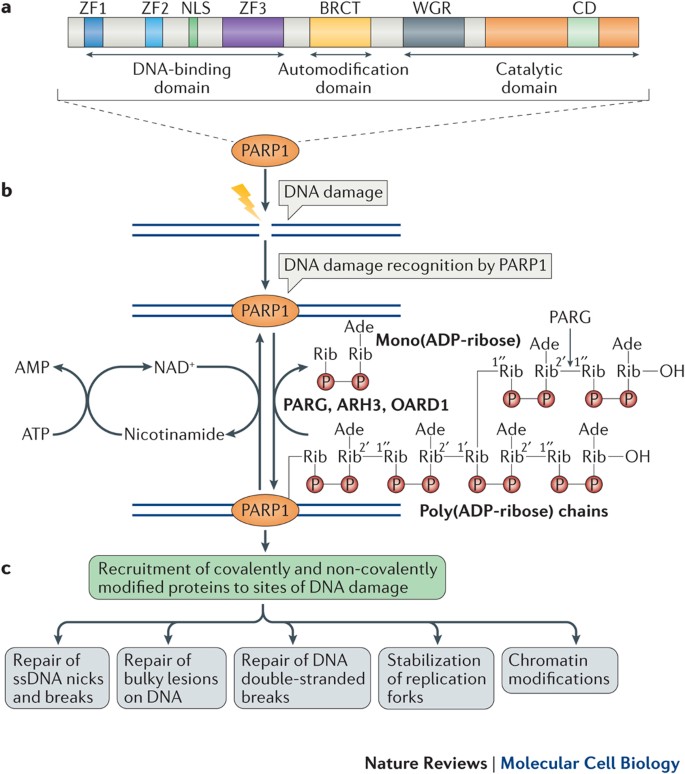 The Multifaceted Roles Of Parp1 In Dna Repair And Chromatin Remodelling Nature Reviews Molecular Cell Biology