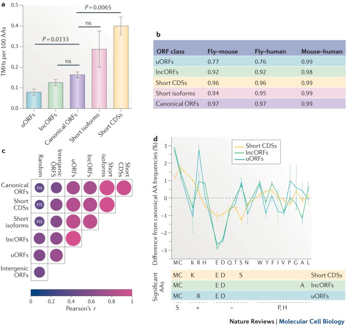 Classification And Function Of Small Open Reading Frames Nature Reviews Molecular Cell Biology