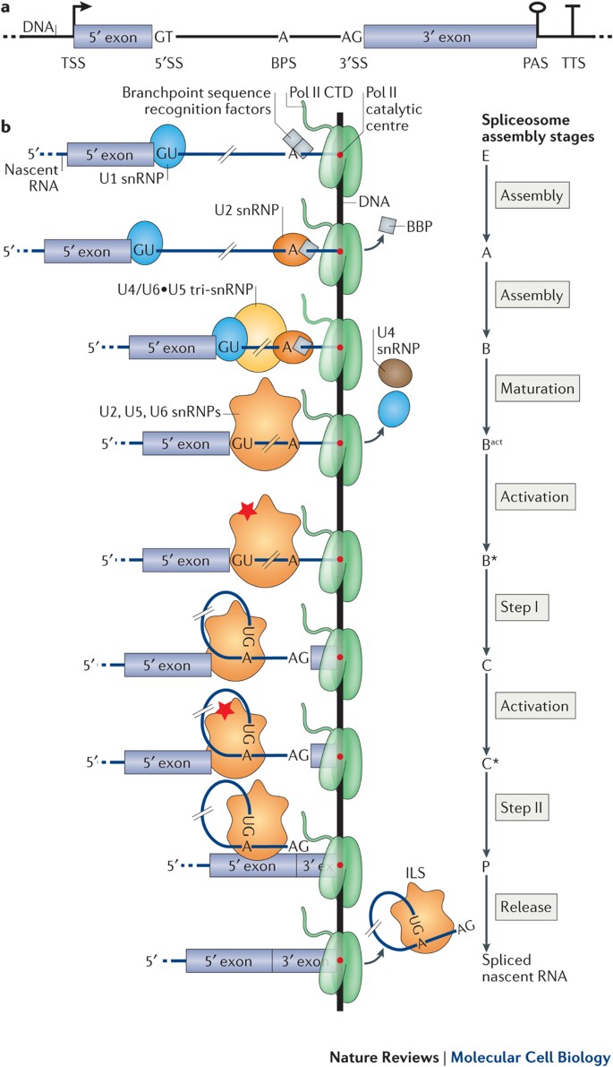 Splicing And Transcription Touch Base: Co-Transcriptional Spliceosome  Assembly And Function | Nature Reviews Molecular Cell Biology Splicing And Transcription Touch Base: Co-Transcriptional Spliceosome  Assembly And Function | Nature Reviews Molecular Cell Biology