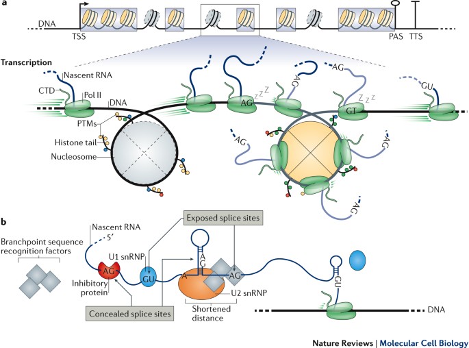 co transcriptional spliceosome assembly
