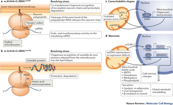 Mitochondrial diseases: the contribution of organelle stress responses to  pathology | Nature Reviews Molecular Cell Biology