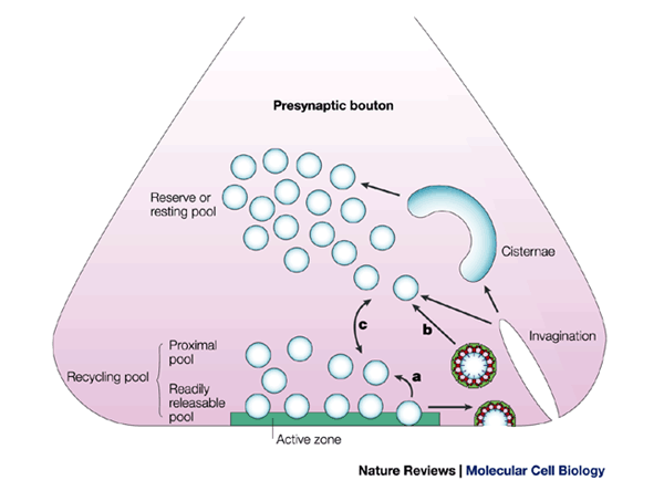Temporal And Spatial Coordination Of Exocytosis And Endocytosis Nature Reviews Molecular Cell Biology Temporal And Spatial Coordination Of Exocytosis And Endocytosis Nature Reviews Molecular Cell Biology