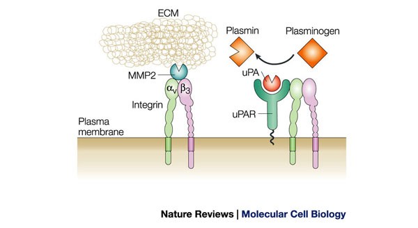 Integrin signalling during tumour progression