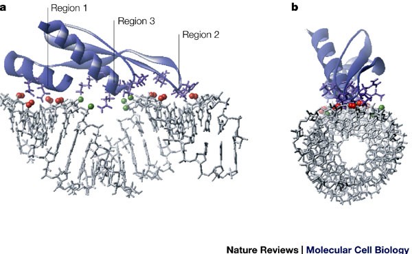 The Double Stranded Rna Binding Motif Interference And Much More Nature Reviews Molecular Cell Biology The Double Stranded Rna Binding Motif Interference And Much More Nature Reviews Molecular Cell Biology