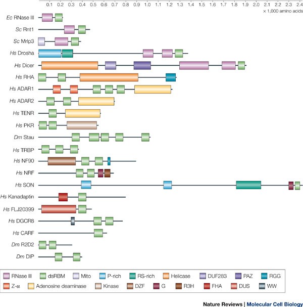 The Double Stranded Rna Binding Motif Interference And Much More Nature Reviews Molecular Cell Biology The Double Stranded Rna Binding Motif Interference And Much More Nature Reviews Molecular Cell Biology