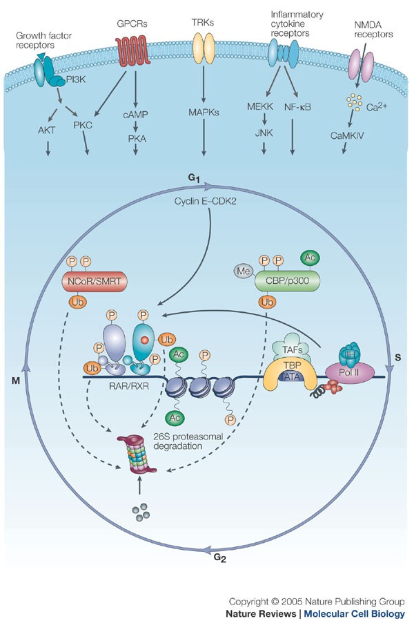 Controlling Nuclear Receptors The Circular Logic Of Cofactor