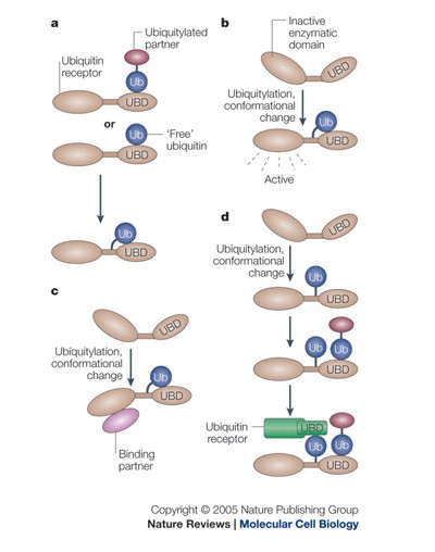 Ubiquitin-binding domains | Nature Reviews Molecular Cell Biology
