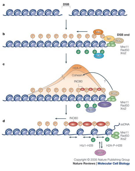 The histone code at DNA breaks: a guide to repair? | Nature 