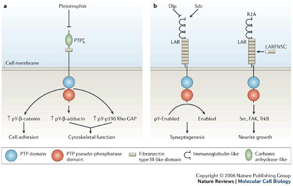 Protein tyrosine phosphatases: from genes, to function, to disease | Nature  Reviews Molecular Cell Biology