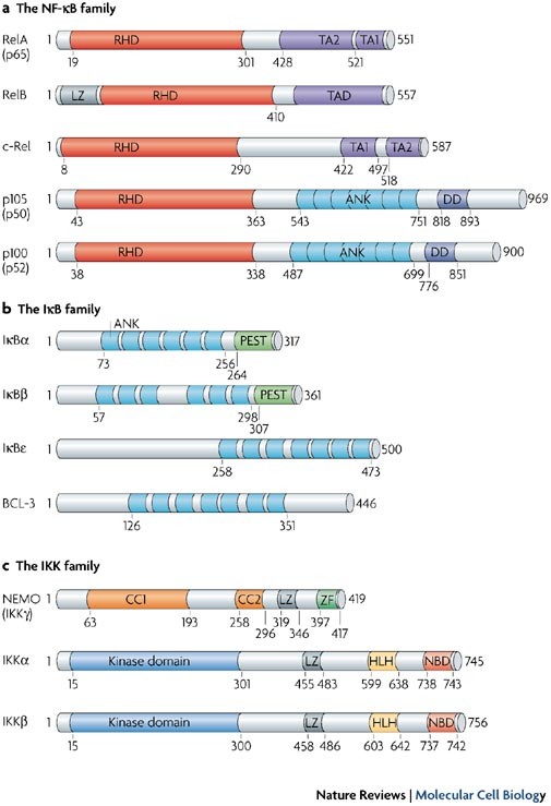 Integrating Cell Signalling Pathways With Nf Kb And Ikk Function Nature Reviews Molecular Cell Biology