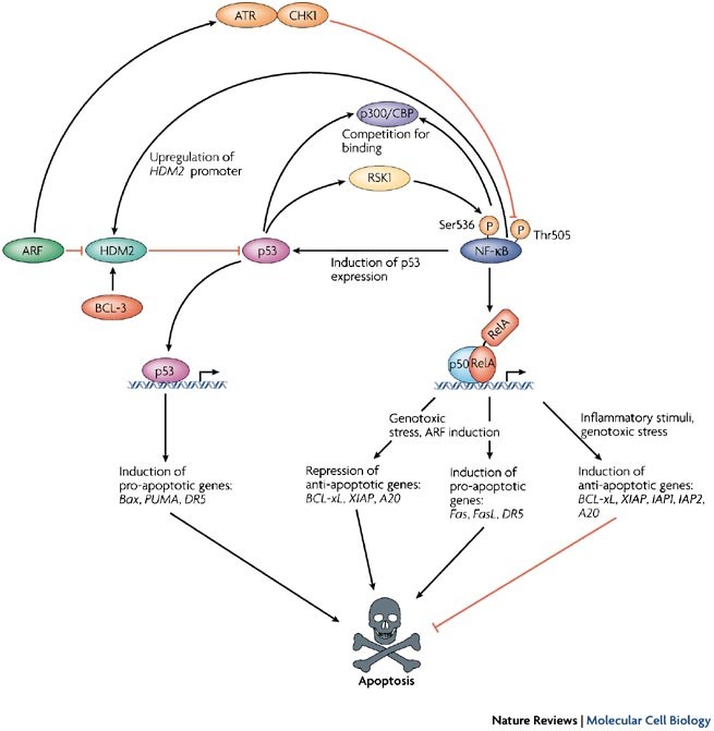 Integrating Cell Signalling Pathways With Nf Kb And Ikk Function Nature Reviews Molecular Cell Biology