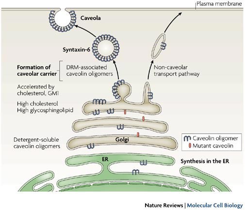 The Multiple Faces Of Caveolae Nature Reviews Molecular Cell Biology