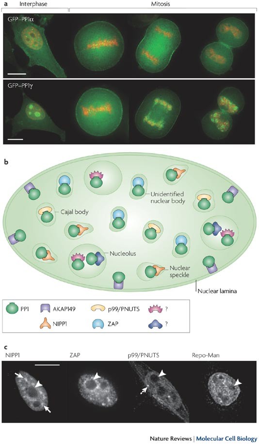 Emerging Roles Of Nuclear Protein Phosphatases Nature Reviews Molecular Cell Biology Emerging Roles Of Nuclear Protein Phosphatases Nature Reviews Molecular Cell Biology
