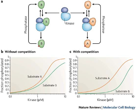 Mechanisms of specificity in protein phosphorylation | Nature Reviews  Molecular Cell Biology
