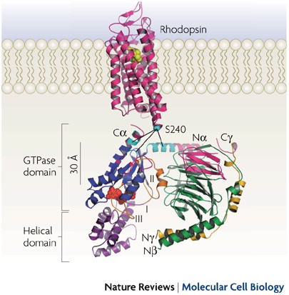 Heterotrimeric G protein activation by G-protein-coupled receptors | Nature  Reviews Molecular Cell Biology