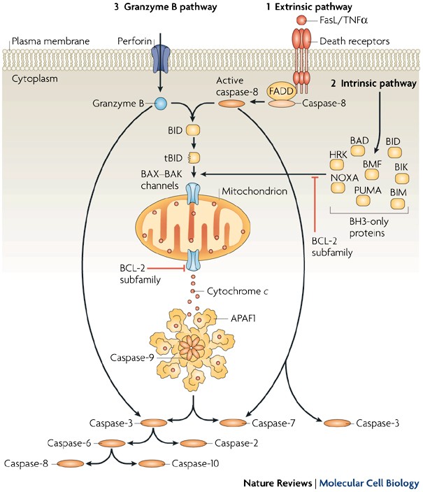 Apoptosis: controlled demolition at the cellular level | Nature Reviews Molecular Cell Biology Apoptosis: controlled demolition at the cellular level | Nature Reviews Molecular Cell Biology