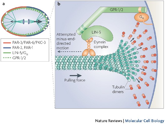 Mechanisms Of Asymmetric Cell Division Flies And Worms Pave The Way Nature Reviews Molecular Cell Biology